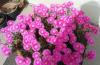 Mesembryanthemum cooperi di Patrizia.jpg